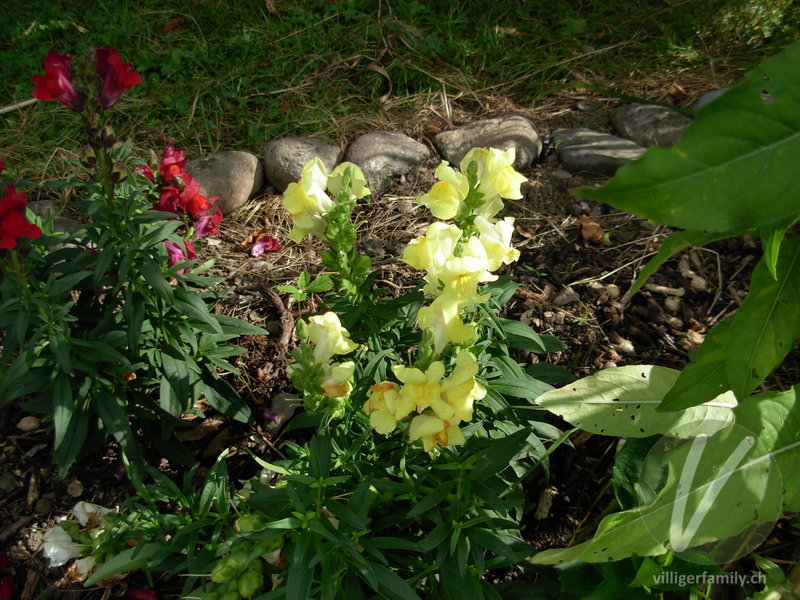 Garten-Löwenmaul: Übersicht